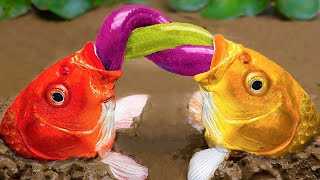 Funny Fish Video ❤️  Wedding ceremony of 2 Rainbow Koi Fish in the Swamp | Stop Motion ASMR | CoCo