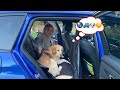 Como Transportar Un Perro En Coche