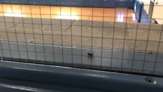 Death Wants More Death By Charles Bukowski