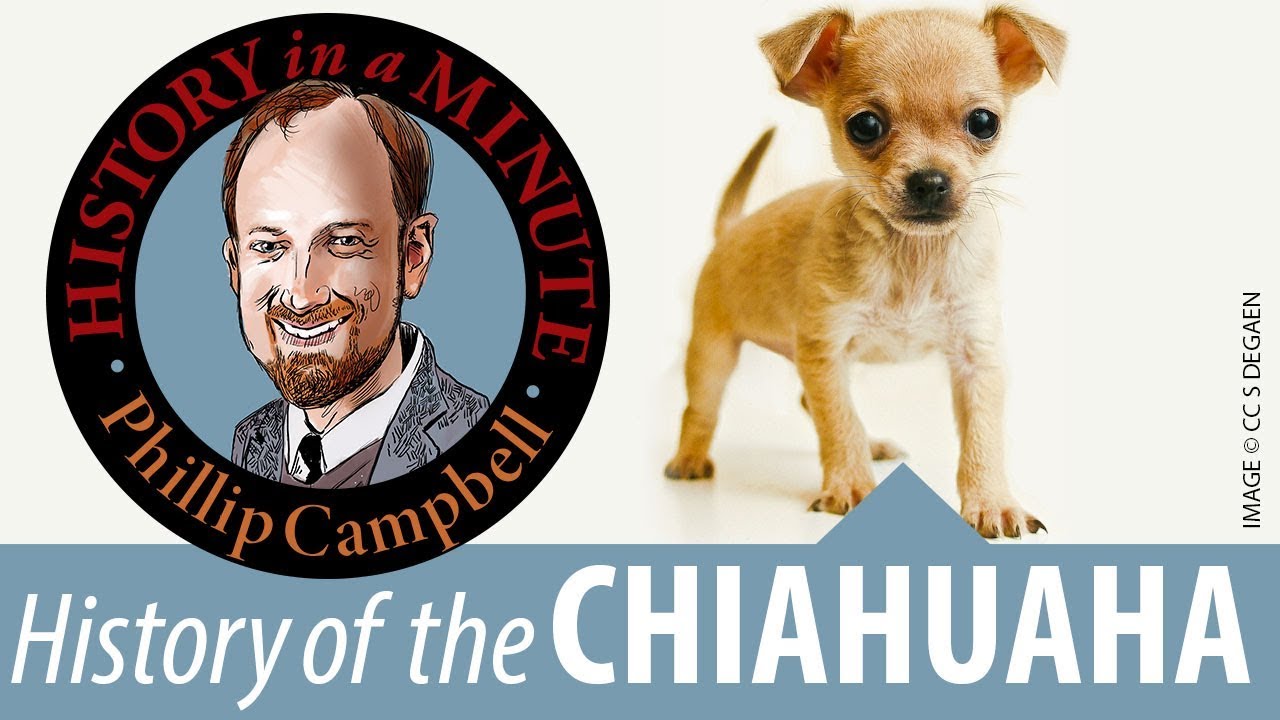 History of the Chihuahua: History in a Minute (Episode 46)