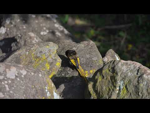 Nektárovka zlatokrídla (Drepanorhynchus reichenowi) — správanie, biotop a hlas