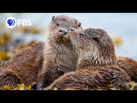 Nature on PBS and Silverback Films