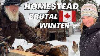 Harsh Canadian Winters on the Homestead | Cold Hardy Blue Laced Red Wyandottes In Winter