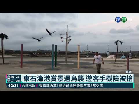 東石漁港賞景遇鳥襲 遊客手機險被搶