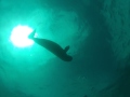 DUGONG PASSE EN S MAYOTTE HIPPOCAMPE PLONGEE