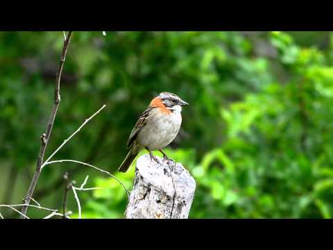 download lagu mp3 mp4 Chincol, download lagu Chincol gratis, unduh video klip Chincol