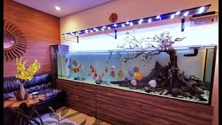 Beautiful Sakura Discus Tank by Resha | Unbelievable Discus Aquarium