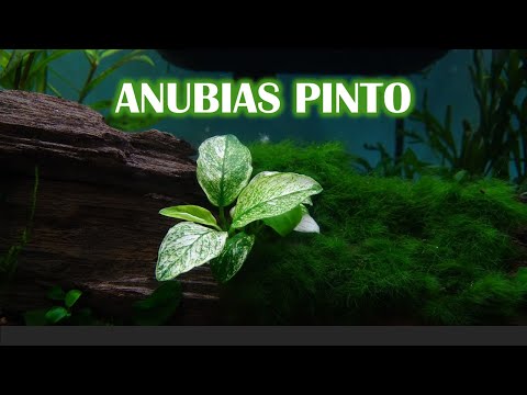 GETTING THE RAREST ANUBIAS PLANT! | ANUBIAS PINTO