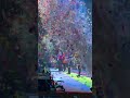 We’ll bring the big confetti cannon next time 🎉 The Wiggles #shorts #confetti #kids #concert