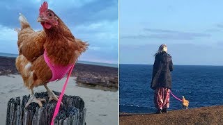 Девушка завела дружбу с курицей, и теперь необычный питомец практически не расстается с ней