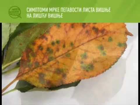 Zelena prognoza 5.6.2014. - Mere zaštite u zasadima višnje i šljive