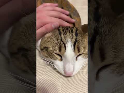 Мяул лежит на кровати 🥰