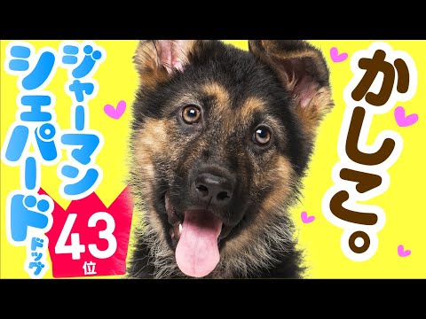 犬のアイコン