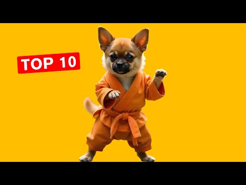 10 Sounds to Make Your Dog React [GUARANTEED]🐶