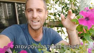 כללי השקיה בימים חמים - איך משקים את הצמחים בשיא הקיץ?