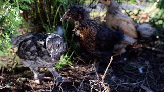Moving the Chicks Outside