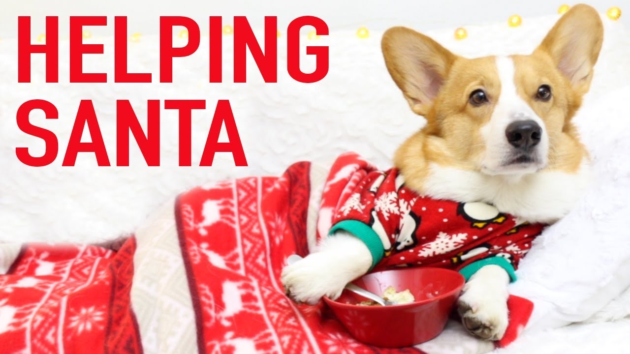 IT'S CHRISTMAS! - Topi the Corgi