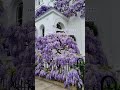 The most beautiful wisteria tree in Kensington 💜 #londonlife #thisislondon #wisteria