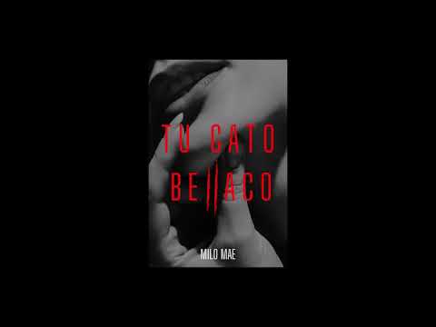 Milo Mae - TU GATO BELLACO (Audio)