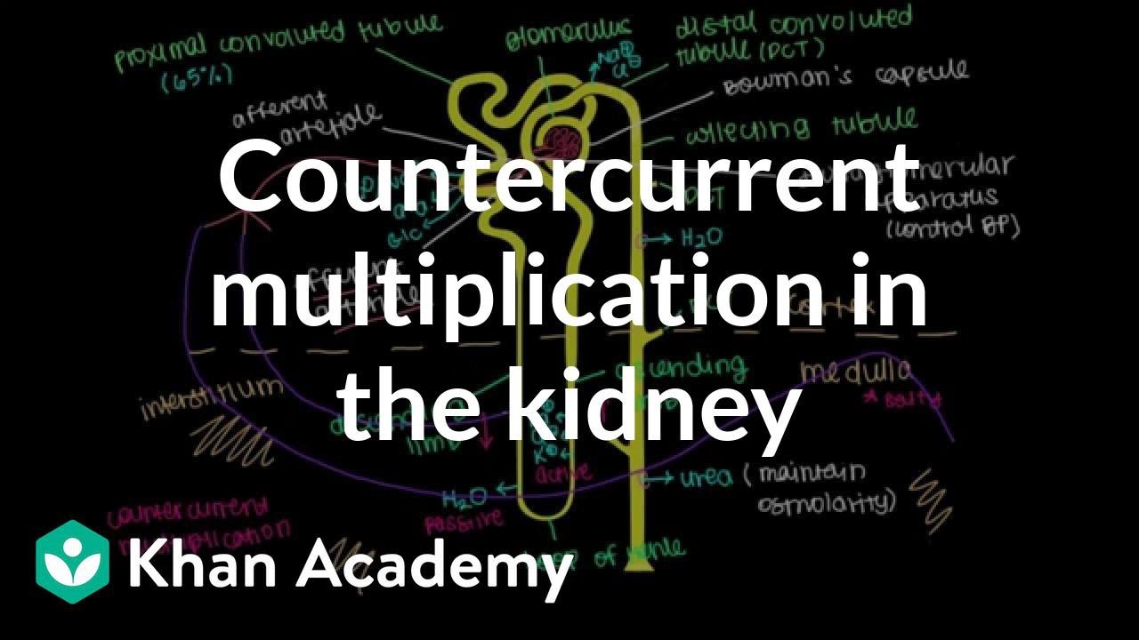 Countercurrent multiplication in the kidney | Renal system physiology | NCLEX-RN | Khan Academy