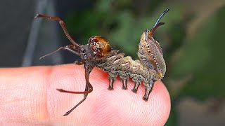 Weirdest Most Alien Caterpillars You Have Ever Seen