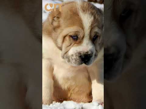 #withlove #dogs #dogslife #akita #egypt #cairo