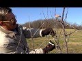 Video preview for Pruning Fruit Trees: Main Leader 