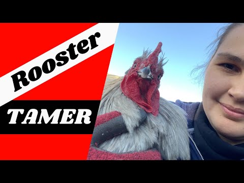How to Tame a Rooster 🐓😱❤️ Don’t Cook Him Yet!
