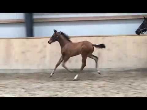 Sigma's Brixton colt by Escolar x De Niro