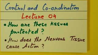 Class 10th Biology Control and Coordination Lecture 04 How are these Tissues protected? How does