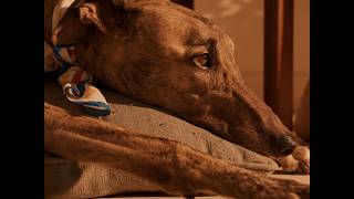 Sleeping Dogs by Alice Cotton