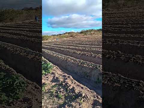 plantação de morango na Bahia lagoao boninal