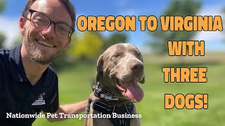 Day In The Life of a Nationwide Pet Transporter! | Driving Dogs Cross Country!