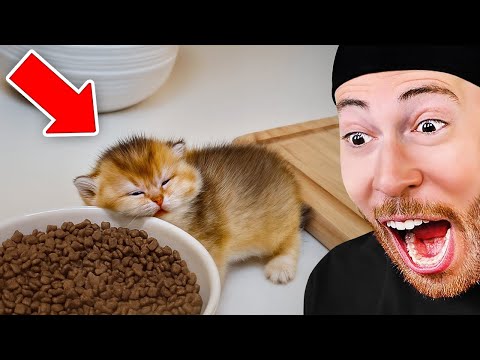 World's CUTEST Animals!