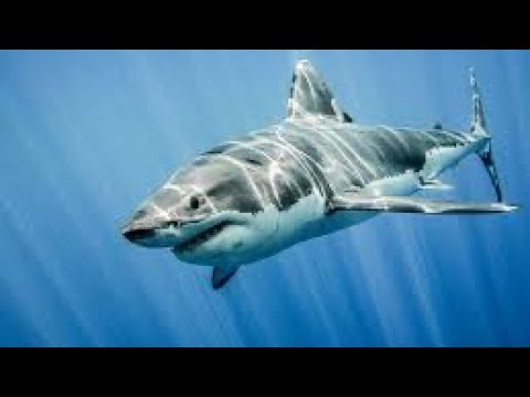 Great white shark found in a pond