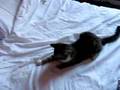 Minnie Mouser Vs Bedsheets