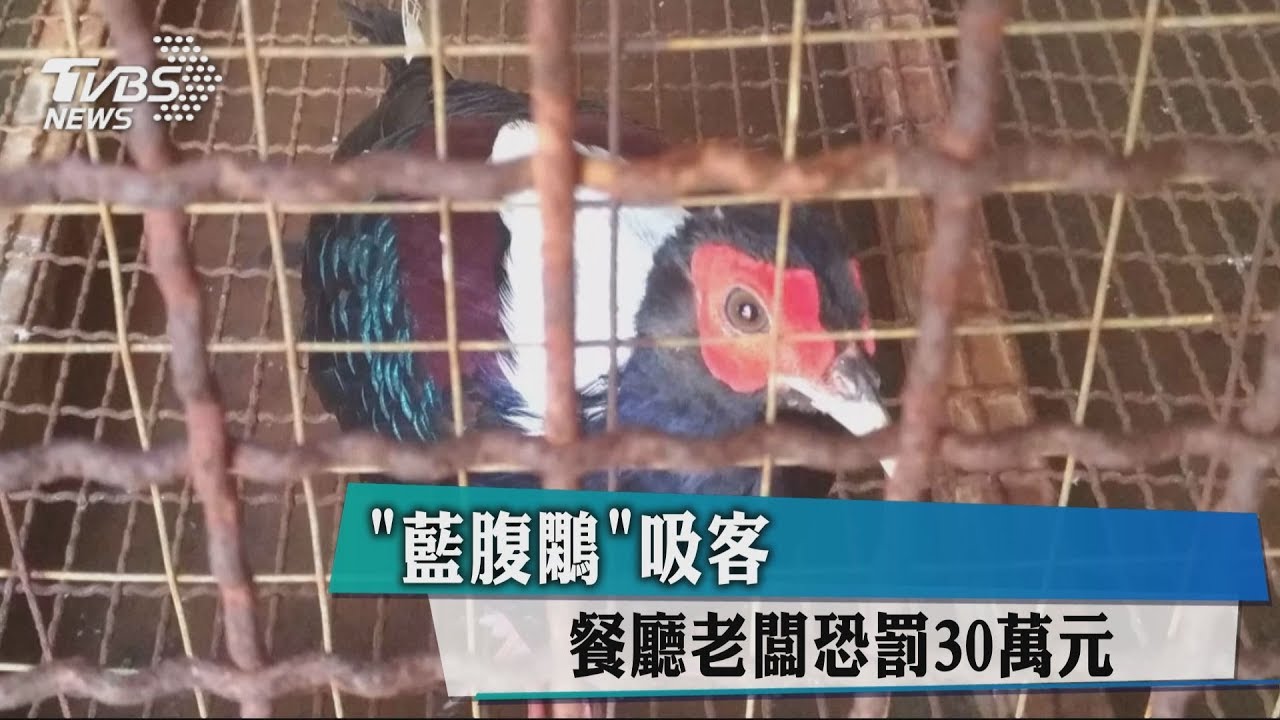 網購「藍腹鷴」吸客 餐廳老闆恐罰30萬元