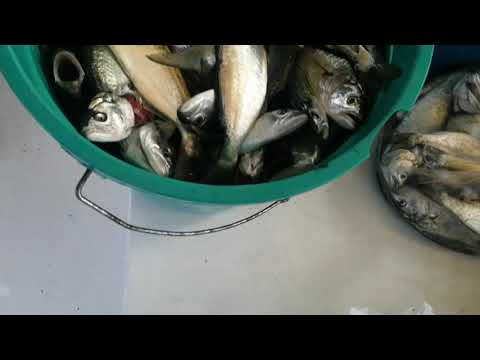 Yalova Grubu Efsanesi 11 Ekim Pazartesi Balığın içinden Geçen Adamlar Video