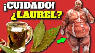 REVEALED! WHAT BAY LEAF DOES to your HEALTH | IMPRESSIVE MEDICINAL POWER of LAUREL