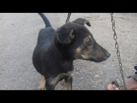 Evening walk with Jacky. Prachiti Chavan