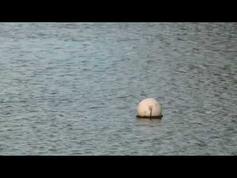 NJ Raw Sewage Belmar