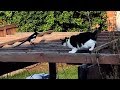 Magpie TAUNTS cat in hilarious ultimate outdoor standoff