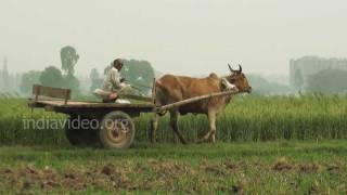 Greenfields of Hasanpur