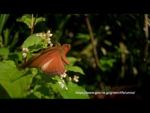 チャイロドクチョウの飛翔33倍スローモーション