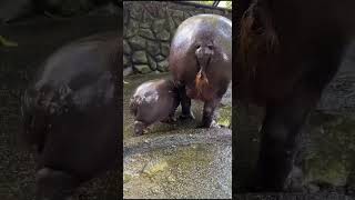 #動物#可愛い #癒し #癒し動画