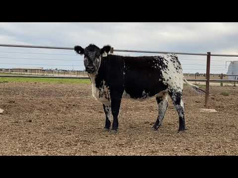 Lot 37 - Black Diamond 94A Quiche Q547