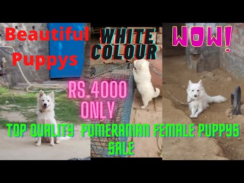 Top Quality White Colour Pomeranian Female Puppy Sale🐶📲M.94641-53461 Call (More information) descr👇👇