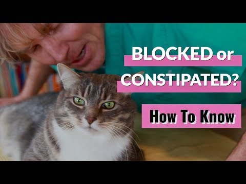 Is Your Cat Blocked or Constipated?