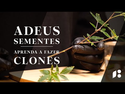 Clonagem de Cannabis: Dicas para Multiplicar Seu Cultivo Sem Depender de Sementes! 🌱