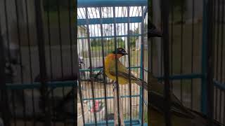 Download lagu Pancingang kutilang emas ribut #kutilangkicau #burung #kutilang #kicaumania mp3